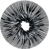 Anemone Patera