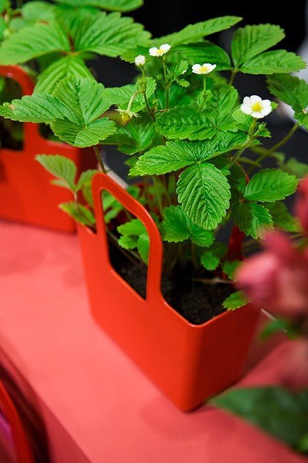 Cesta Taschelini, celeste