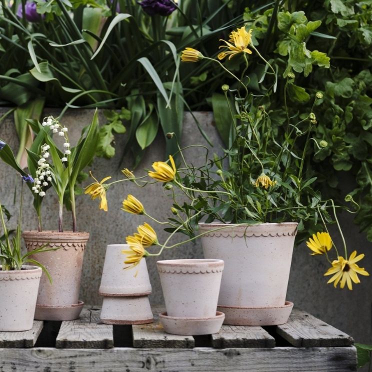 Pots de jardin Bergs Potter avec des jonquilles
