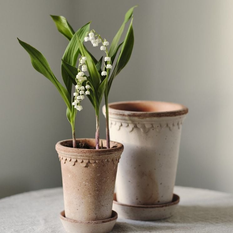 Maceta sobre la mesa