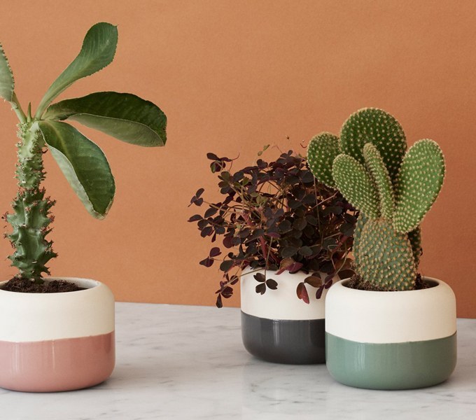 plant it rig tig tegla