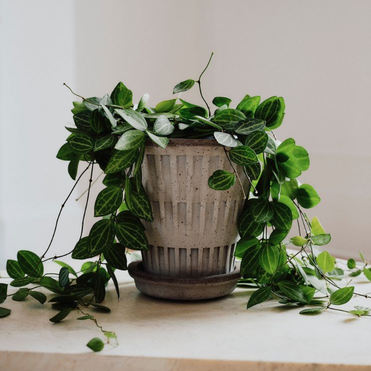 Bergs Potter pots have holes, thanks to which your plant will flourish