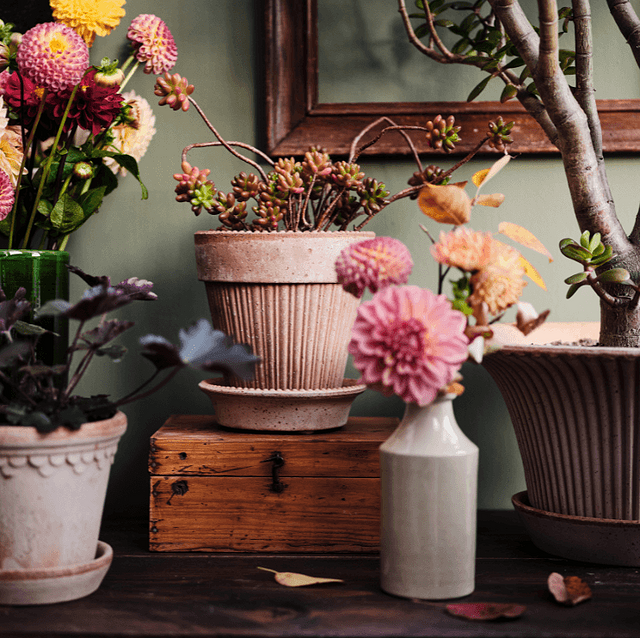 Pots en terre cuite non émaillée Daisy