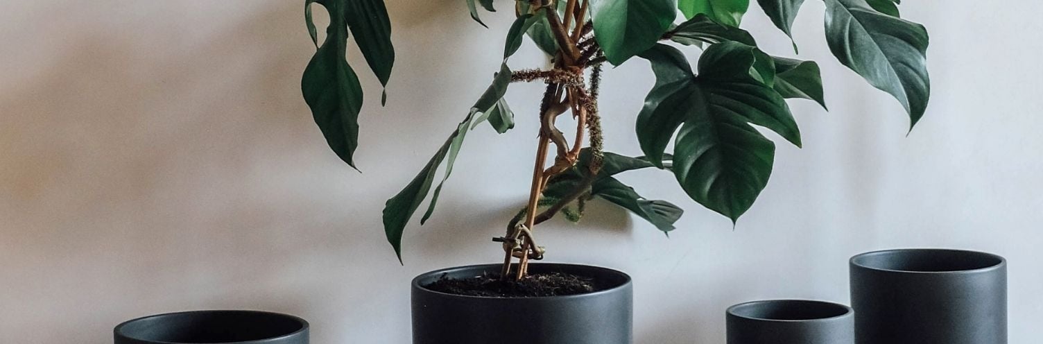 Quel pot pour Monstera ? Choisissez le meilleur !