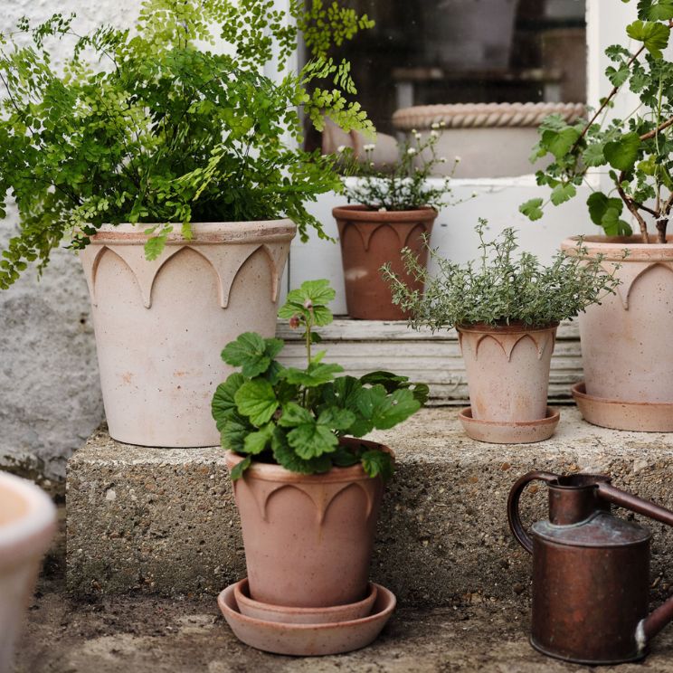 pots à herbes de cuisine - grâce à eux, vos herbes pousseront longtemps !