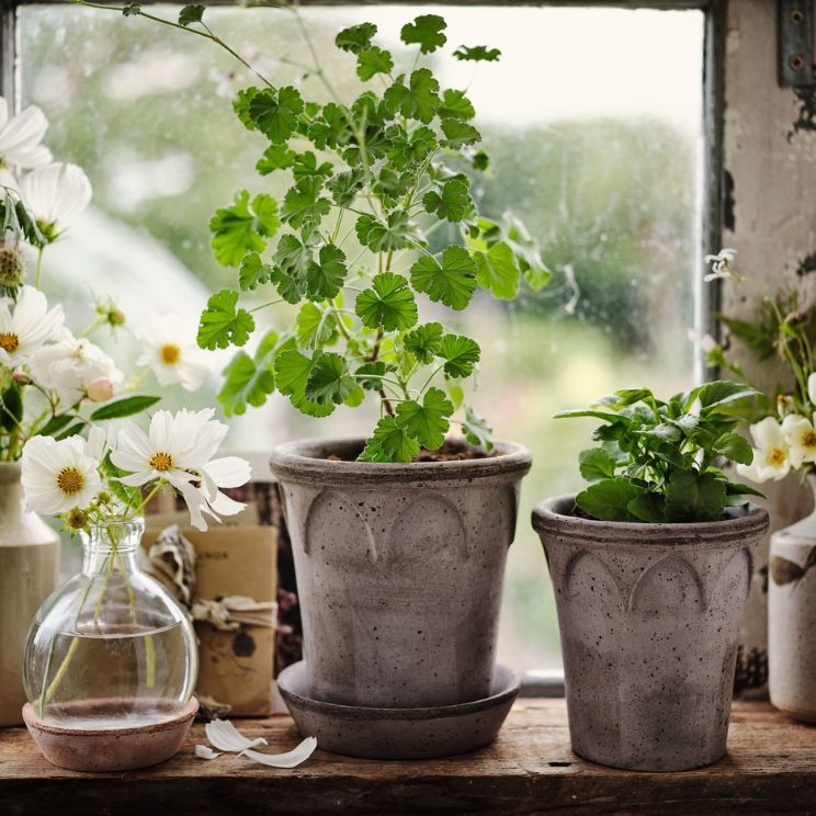 les pots à herbes de cuisine sont également utiles pendant les mois d'hiver