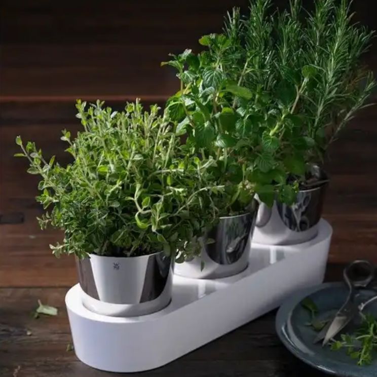 pots à herbes de cuisine - une alternative aux emballages plastiques