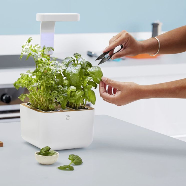 les pots à herbes de cuisine sont un investissement dans des repas plus sains