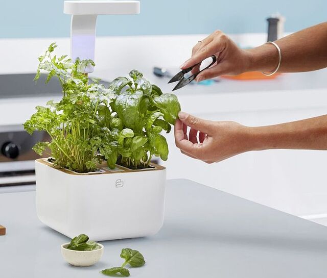 les pots à herbes de cuisine sont un investissement dans des repas plus sains