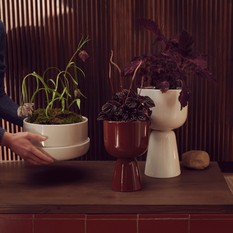 Pots Nappula avec des plantes