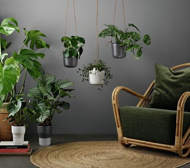 lonci biljke sobno cvijeće aranžman FormAdore