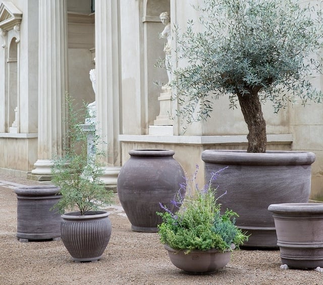 δέντρο μπονσάι