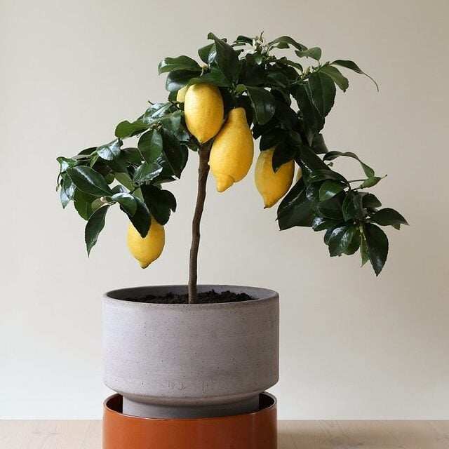 εξωτικά φρούτα