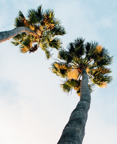 tapeta s palmama bloomingville za članak časopisa FormAdore o trendovima uređenja doma za sezonu 2019. Članak prikazuje inspirativne fotografije s idejama za novi aranžman kućnog prostora. Sve u tropskoj atmosferi odnosi se na blagdansku sezonu. Fotografija prikazuje interijer sa zidom ukrašenim tropskim tapetama s motivom palmi. Zid je prekriven zelenom sofom s ukrasnim jastucima s motivom palme, zelenim lišćem i ružičastim jastukom. Na sofi je smeđa deka i mali stol s svijećama i cvijećem u vazi. U prvom planu mali, okrugli tabure u sivoj boji. U pozadini veliki prozor koji otkriva zelenilo vani. Interijer je svijetao, svjež i inspirativan. Puno je svjetla i prostora. Sve je dizajnirano u modernom, skladnom stilu. Fotografija prikazuje detalje iz kolekcije marke Bloomingville. Vertikalni snimak. Prednji pogled. Bez ljudi. Prostor za kopiranje. Horizontalni snimak. Prednji pogled. Bez ljudi. Prostor za kopiranje. Slika sobe sa zelenom sofom s jastucima s uzorkom. Jedan od jastuka ima print palme. Na sofi je drveni stolić za kavu s vazom cvijeća. Soba ima tropske tapete s palmama. Boje su zelena, smeđa i bijela. Soba je uređena u modernom i minimalističkom stilu. Na slici nema ljudi. Slika je svijetla i dobro osvijetljena. Puno prirodnog svjetla dolazi iz prozora. Ukupni dojam je svjež, moderan i opuštajući. Slika je visoke rezolucije i dobre kvalitete. Može se koristiti za blogove o dizajnu interijera i uređenju doma. Savršeno za pinterest, instagram, facebook. Za online trgovine i časopise. Fotografija prikazuje fragment interijera s tapetama s palmama u nijansama zelene. U prvom planu fragment zelene tapecirane sofe s ukrasnim jastucima. Jedan jastuk ima uzorak palme, drugi ima uzorak lista monstere, a treći je ružičast i običan. Na sofi je i smeđa pletena deka. Ispred sofe, mali okrugli stolić za kavu sa svijećama i vazom s cvijećem. Na lijevoj strani fotografije, fragment okruglog, sivog pufa. Na desnoj strani fotografije, drveni konzolni stol. Cijeli interijer je svijetao, skladan i moderan. Fotografija je snimljena s malo povišene perspektive. Fotografija prikazuje fragment interijera. U pozadini, tropske tapete s motivom palme. U prvom planu, velika zelena tapecirana sofa. Na sofi, tri ukrasna jastuka. Jedan ima motiv palme, drugi ima motiv lista monstere, a treći je običan ružičast. Smeđa pletena deka prebačena je preko sofe. Ispred sofe, okrugli drveni stolić za kavu sa svijećama i vazom s cvijećem. S lijeve strane, sivi okrugli puf. Interijer je svijetao i uređen u modernom stilu. Puno prirodnog svjetla ulazi kroz prozor, koji je vidljiv u pozadini. Fotografija je visoke rezolucije i dobre kvalitete. Može se koristiti za blogove o dizajnu interijera ili online trgovine. Savršeno za pinterest, instagram, facebook. Fotografija prikazuje interijer sa zelenom sofom i tropskim tapetama. Sofa ima smeđu pletenu deku i tri ukrasna jastuka. Jedan jastuk ima print palme, drugi ima print lista monstere, a treći je običan ružičast. Ispred sofe, nalazi se okrugli drveni stolić za kavu sa svijećama i vazom s cvijećem. Na lijevoj strani fotografije, nalazi se sivi okrugli puf. Tapeta ima uzorak zelenih palmi. Soba je svijetla i moderna. Slika je visoke rezolucije i dobre kvalitete. Može se koristiti za blogove o dizajnu interijera ili online trgovine. Savršeno za pinterest, instagram, facebook. Fotografija prikazuje svijetli i moderni interijer s tropskom temom. Fokus je na velikoj zelenoj sofi s ukrasnim jastucima. Jedan jastuk ima print palme, drugi ima print lista monstere, a treći je običan ružičast. Smeđa pletena deka prebačena je preko sofe. Ispred sofe, okrugli drveni stolić za kavu drži svijeće i vazu s cvijećem. S lijeve strane, sivi okrugli puf. Zid iza sofe ukrašen je tropskim tapetama s zelenim palmama. Prirodno svjetlo ulazi s prozora vidljivog u pozadini. Slika je visoke rezolucije i dobre kvalitete, pogodna za blogove o dizajnu interijera, online trgovine, Pinterest, Instagram i Facebook. Evocira svježu, modernu i opuštajuću atmosferu, idealnu za inspiraciju za uređenje doma. Dizajn interijera je suvremen i skladan, s jakim naglaskom na prirodne elemente i živopisne boje. Ukupna kompozicija je ugodna oku, pozivajući gledatelje da zamisle ovaj stilski prostor u svojim domovima. Fotografija učinkovito prikazuje kako se tropski motivi mogu integrirati u moderno životno okruženje, spajajući udobnost s egzotičnim šarmom. Igra svjetla i sjene dodaje dubinu sceni, ističući teksture sofe, deke i jastuka. Odabir dodataka, poput svijeća i svježeg cvijeća, dodatno pojačava privlačnu atmosferu. Ova slika je savršen primjer kako stvoriti trendovski i udoban životni prostor s daškom egzotičnog šarma. Paleta boja zelenih, smeđih i ružičastih je istovremeno umirujuća i stimulirajuća, stvarajući uravnoteženo vizualno iskustvo. Korištenje prirodnih materijala, poput drva i pletenih tkanina, doprinosi organskom osjećaju prostorije. Ova fotografija doista hvata bit modernog tropskog dizajna interijera, nudeći bogatstvo inspiracije za svakoga tko želi osvježiti uređenje svog doma. Dokaz je kako se odvažni uzorci i živopisne boje mogu skladno kombinirati kako bi se stvorio sofisticiran, a opet živahan prostor. Slika je vizualno privlačna i vrlo dijeljiva, što je čini izvrsnim sredstvom za digitalni marketing u niši uređenja doma. Njezin jasan fokus na ključne elemente dizajna osigurava da se poruka modernog tropskog života učinkovito prenosi. Sveukupno, fotografija je izvanredan prikaz suvremenog stiliziranja interijera, demonstrirajući pronicljivo razumijevanje trenutnih trendova uz zadržavanje bezvremenske elegancije. Kombinacija udobnosti i stila savršeno je uravnotežena, čineći sobu funkcionalnom i estetski ugodnom. Pažljiv raspored predmeta i pedantna pažnja prema detaljima podižu sliku iznad jednostavnog prikaza proizvoda, pretvarajući je u izvor istinske dizajnerske inspiracije. Idealan je vizual za angažiranje publike zainteresirane za osvježavanje svojih životnih prostora daškom egzotične sofisticiranosti i modernog šarma. Slika također ističe svestranost tropskih uzoraka, pokazujući kako se mogu suptilno ili hrabro inkorporirati kako bi se postigli različiti estetski efekti. Ukupni dojam je šik udobnosti i prirodne elegancije, što ga čini vrlo poželjnim i utjecajnim vizualom za razne medijske platforme. Kompozicija je dinamična, a opet uravnotežena, privlačeći pogled gledatelja preko scene i potičući ih da primijete sve složene detalje. Ovaj promišljeni pristup vizualnom pripovijedanju osigurava da slika ostavi trajan dojam, potičući inspiraciju i želju za sličnom elegancijom u vlastitim domovima. Slika prekrasno sažima bit modernog tropskog života, nudeći jasnu i primamljivu viziju sofisticirane udobnosti. Njezina pažljivo uravnotežena kompozicija i privlačna estetika čine je idealnim vizualom za angažiranje pronicljive publike u području uređenja doma. Ovo evokativno prikazivanje privlačnog životnog prostora učinkovito prenosi stil i spokoj, čineći ga uvjerljivim sredstvom za bilo koju platformu usmjerenu na promicanje luksuznih, a opet pogodnih za život interijera. Mješavina prirodnih motiva s elementima suvremenog dizajna stvara jedinstvenu vizualnu priču, pozivajući gledatelje da istraže nove mogućnosti za svoje domove. Njegov ukupni dojam je lakoća elegancije i osvježavajuće vitalnosti, savršeno usklađen s trenutnim senzibilitetom dizajna interijera.