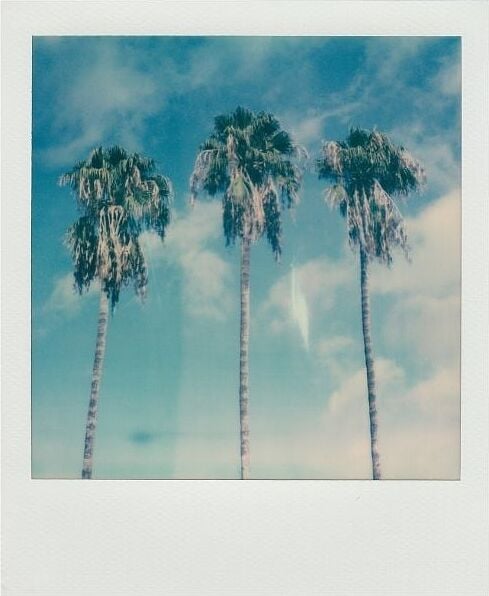polaroid palme