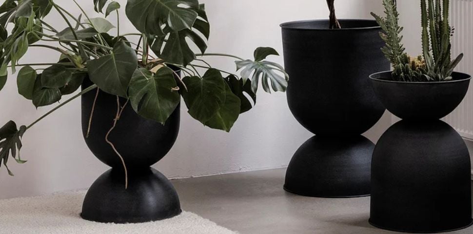 Quel pot pour Monstera ? Choisissez le meilleur !