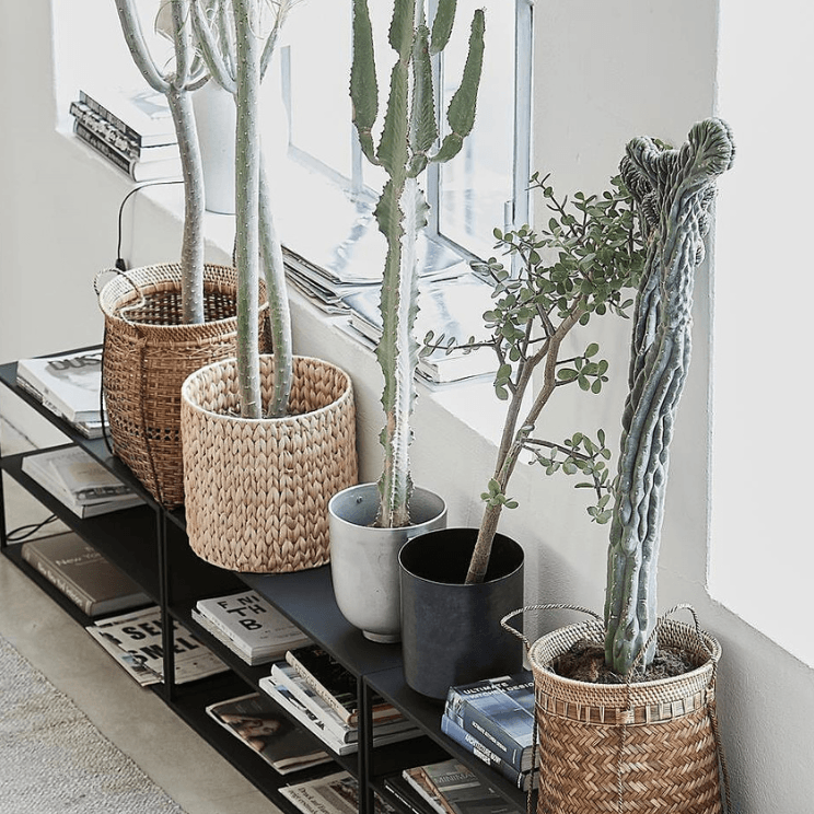 Cactus dans différents types de cache-pots