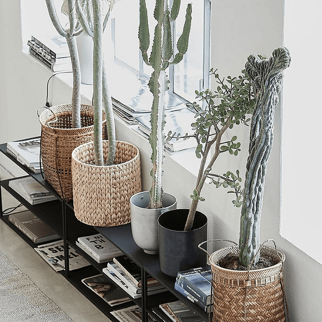 Cactus dans différents types de cache-pots