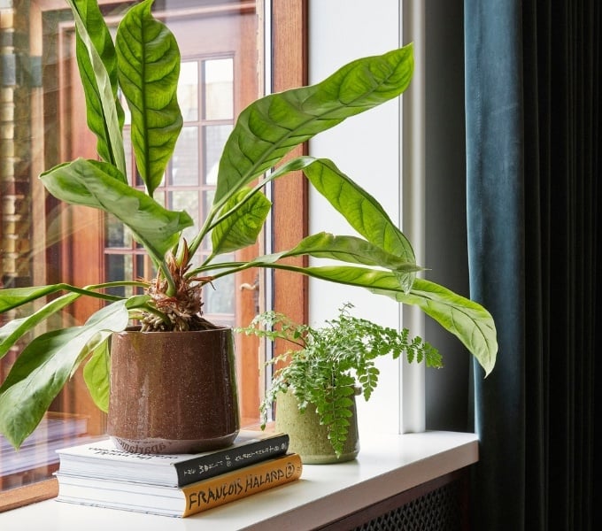 Bücher auf der Fensterbank