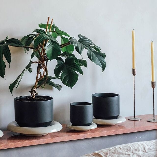 Fleurs dans des pots Lily sur un rebord de fenêtre