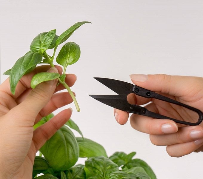 Μίνι ψαλίδι βοτάνων Veritable