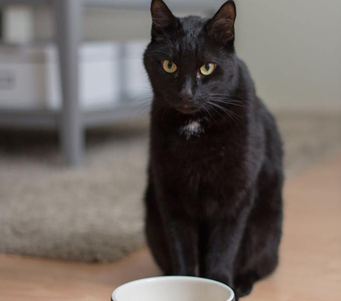 Μπολ γάτας Magisso