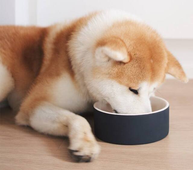 Μπολ σκύλου Magisso