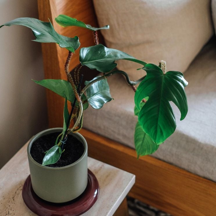 Monstera dans un pot Lily sur une table de chevet
