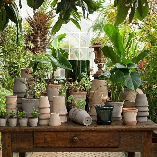 Jardín lleno de plantas