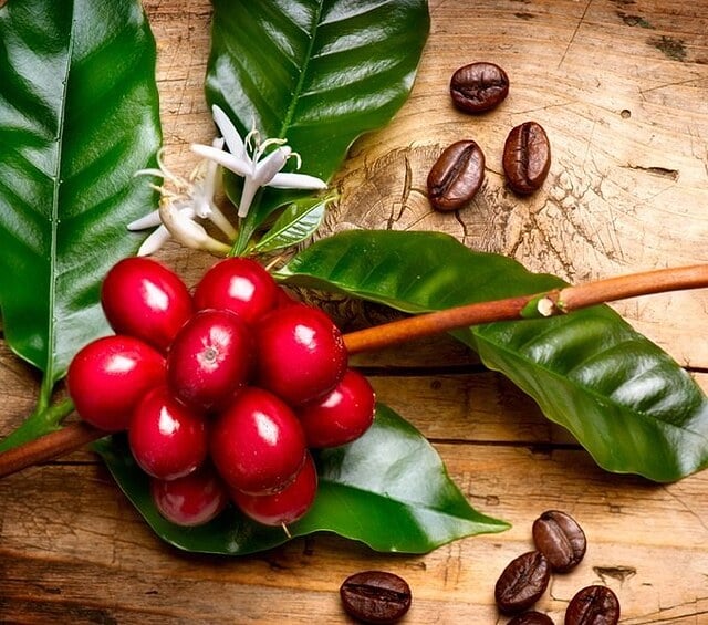 plodovi kave