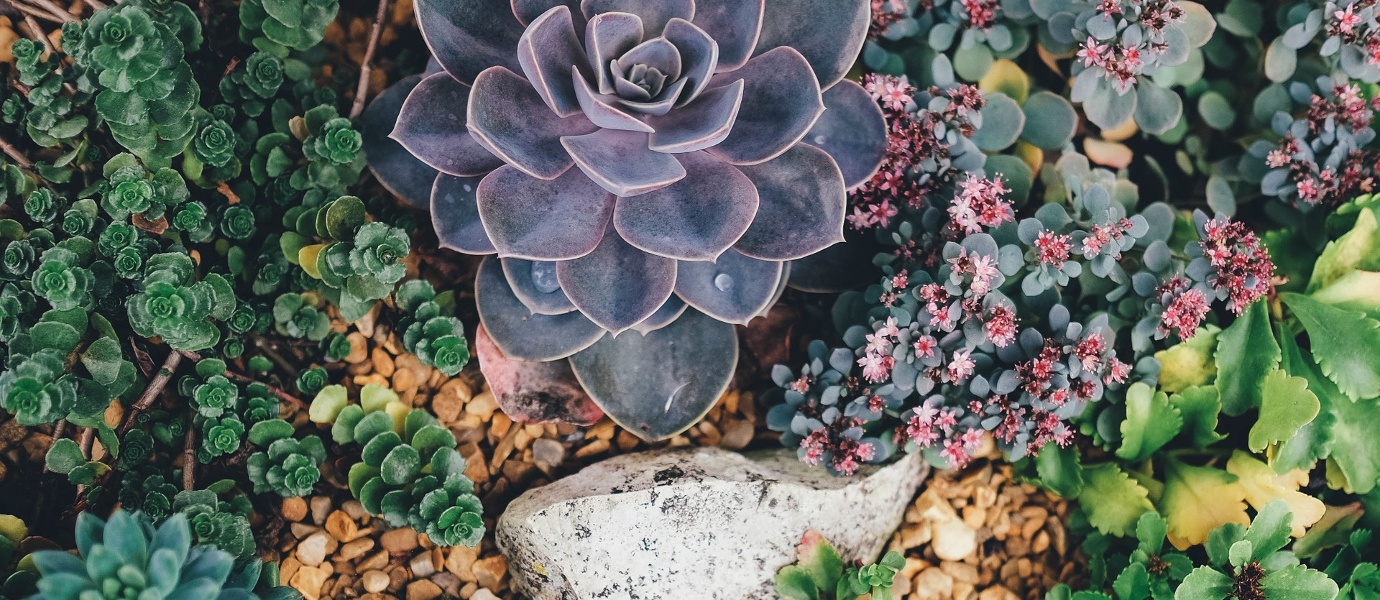 lončanice sukulenata FormAdore