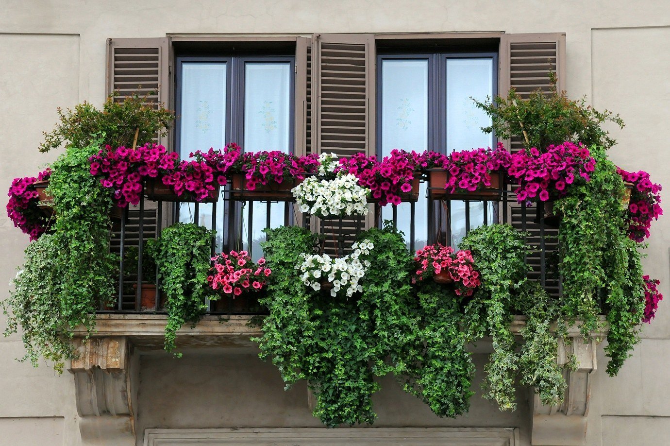 Pflanzen auf dem Balkon