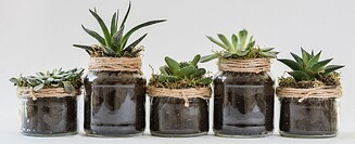 sukulentno zelenilo u interijerima tegle biljke