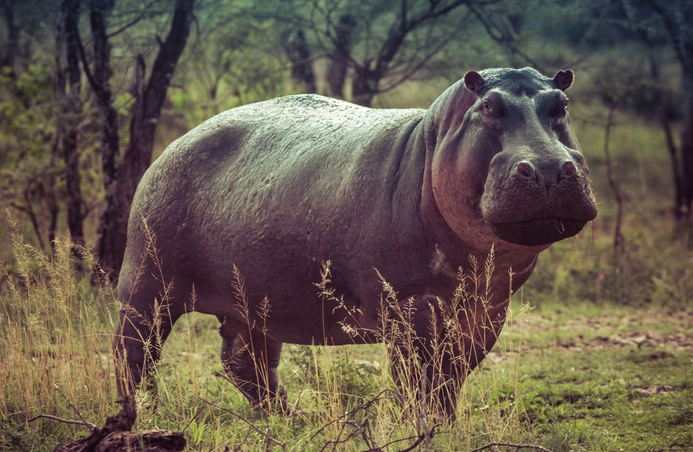 Hippo Day at FormAdore. Let's celebrate! - FormAdore