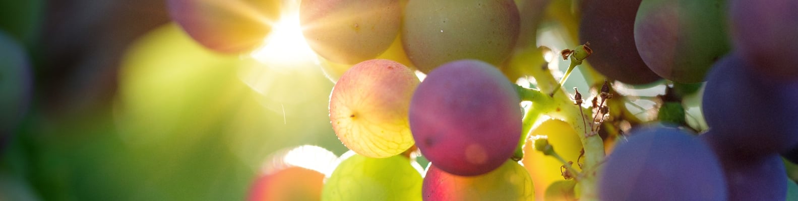 Weiß oder rot? In einem Dekanter oder in einer Flasche? Die Kunst, Wein zu servieren