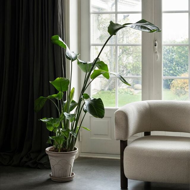 Grande fleur dans un pot Bergs Potter