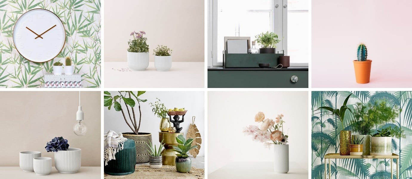 zelenilo kod kuće FormAdore cvijeće sobne biljke kaktusi