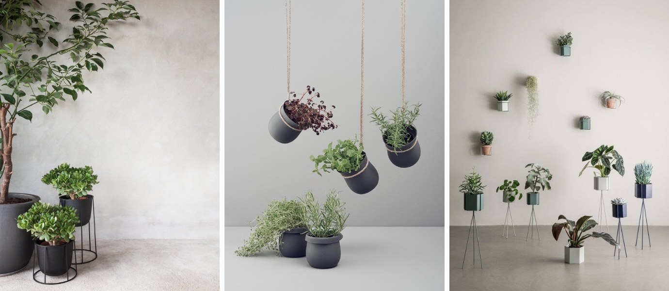 zelenilo kod kuće FormAdore cvijeće sobne biljke