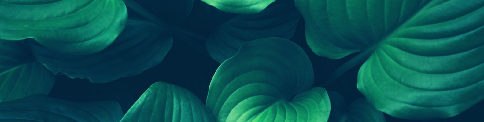 Οι μονστέρες δεν είναι τόσο τρομακτικές... Πώς να φροντίσετε το πράσινο του σπιτιού σας;