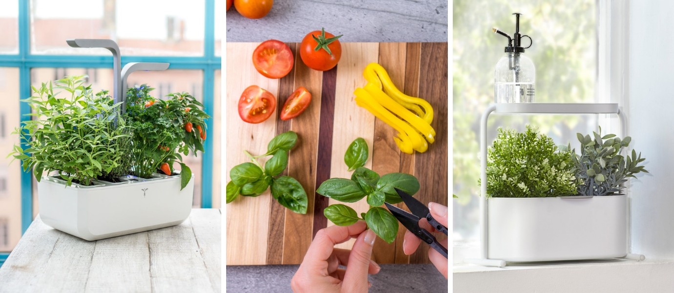 bilje u kuhinji smartgarden pametne tegle