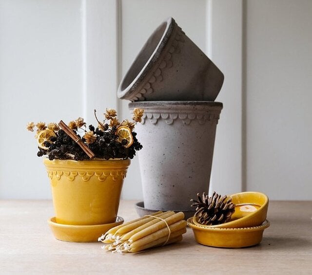 κίτρινη μαργαρίτα