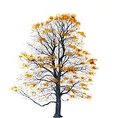 Plakat Tree Autumn