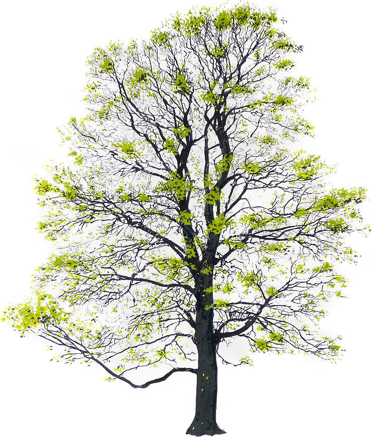 Plakat Tree Spring