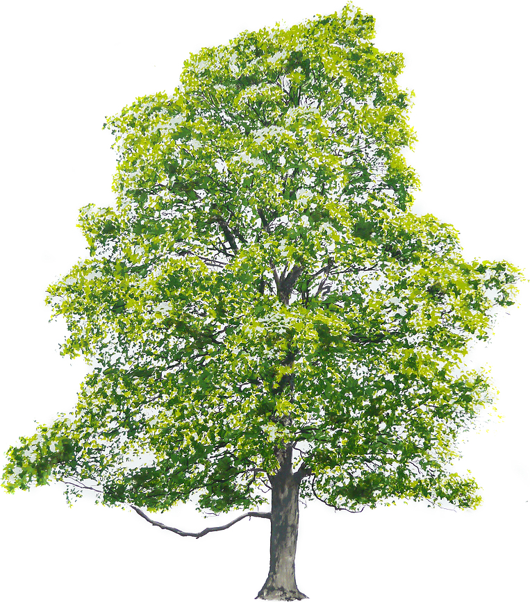 Plakat Tree Summer