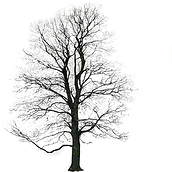 Plakat Tree Winter