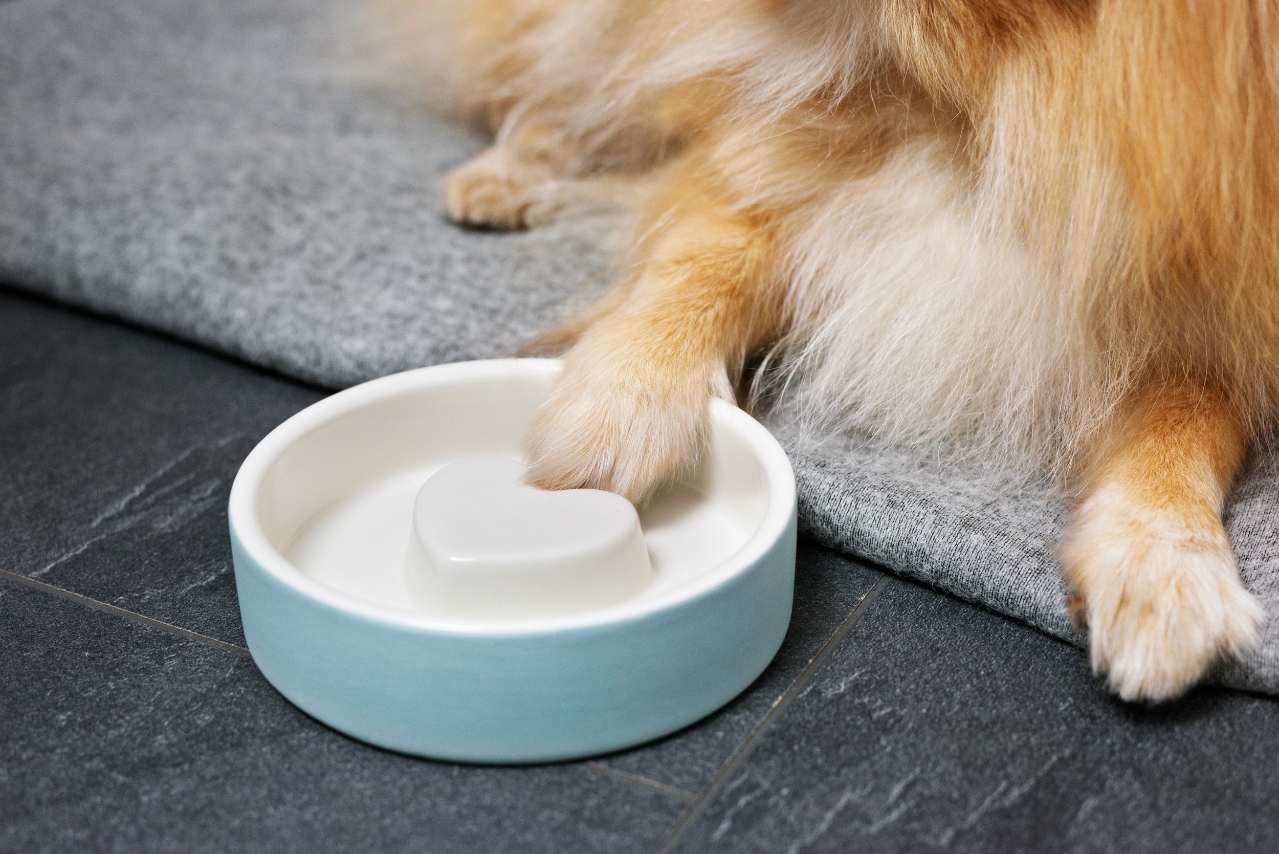 Magisso pet bowl best sale