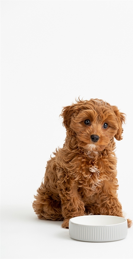 Comedero para perro con relieve, 15 cm, gris