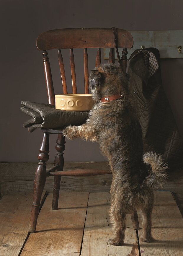 Cuenco para Perro Petware Cane 20 cm