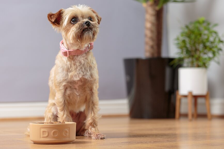 Cuenco para Perro Petware Cane 20 cm