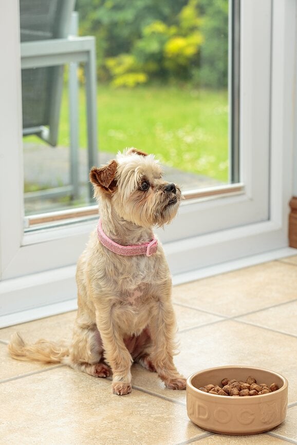 Cuenco para Perro Petware Cane 20 cm